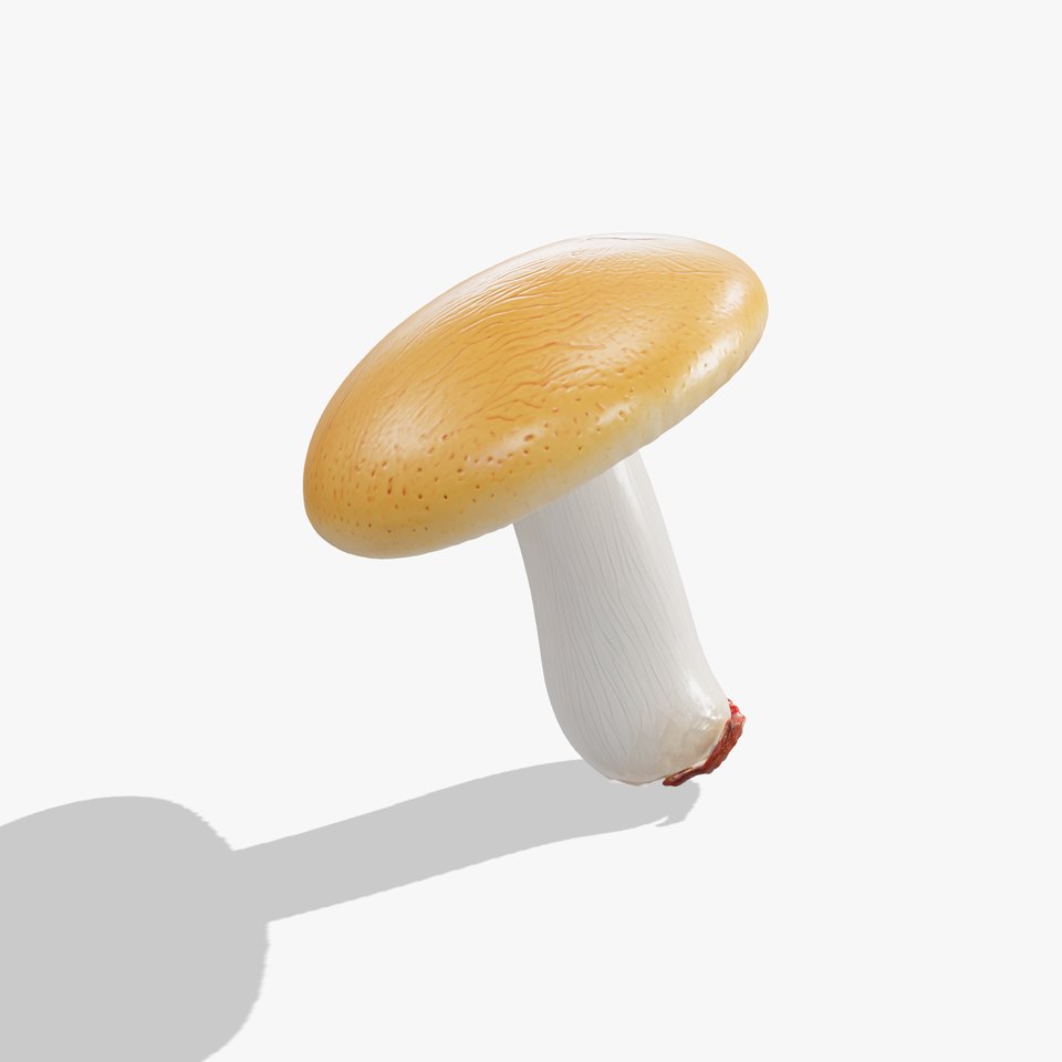 Young Boletus Mushroom Collection model pack